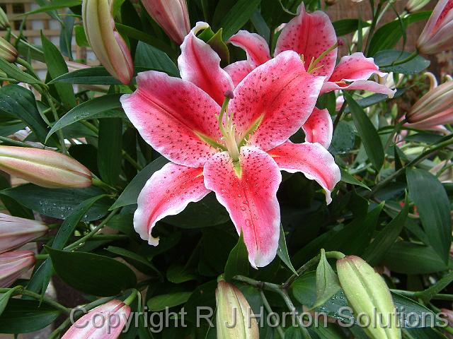 Lilium pink